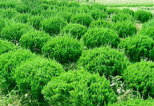 龍柏的栽培技術 龍柏的養(yǎng)殖方法