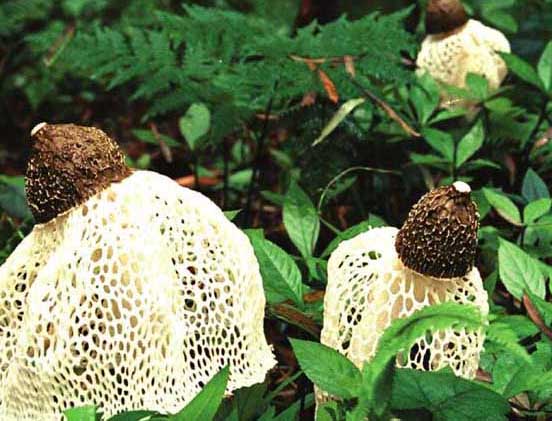 竹蓀-有關(guān)竹蓀的知識 竹蓀圖片