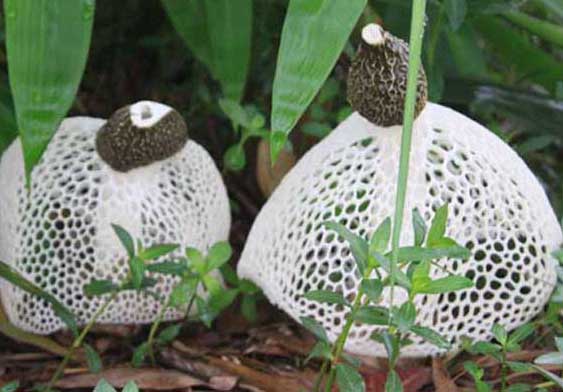 竹蓀-有關(guān)竹蓀的知識 竹蓀圖片