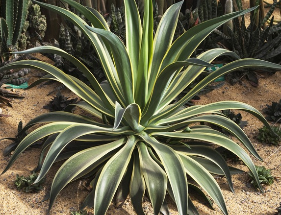 龍舌蘭栽培技術(shù) 花卉的養(yǎng)殖方法