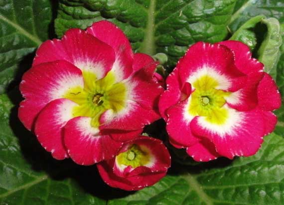 報春花栽培技術(shù) 報春花的養(yǎng)殖方法