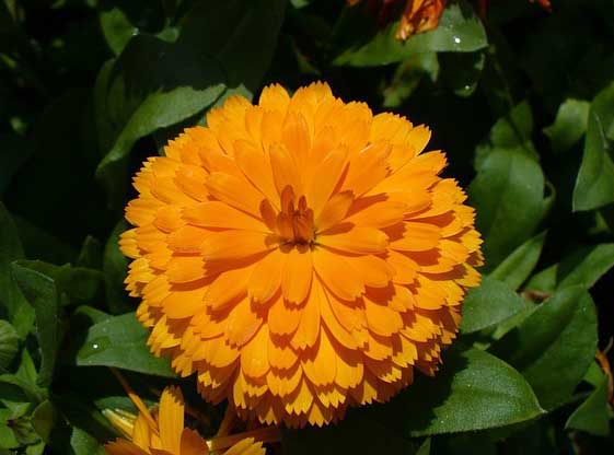 萬壽菊高效種植技術(shù) 萬壽菊的養(yǎng)殖方法