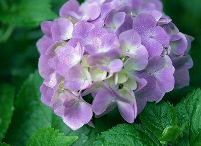 八仙花種植管理技術 八仙花養(yǎng)殖方法