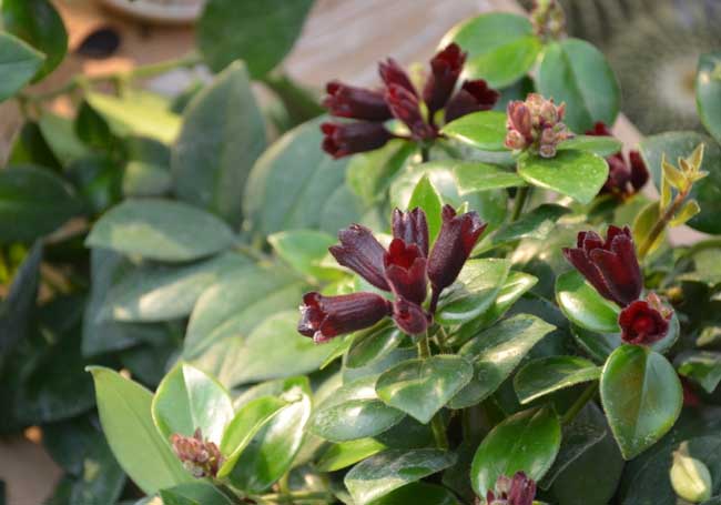 口紅吊蘭的養(yǎng)殖方法 吊蘭的栽培技術(shù)