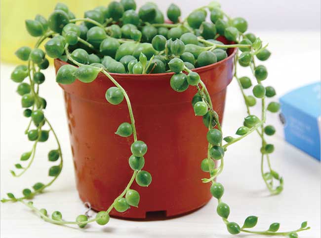 珍珠吊蘭的養(yǎng)殖方法 吊蘭的栽培技術(shù)