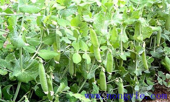 棚室豌豆(荷蘭豆)的日常管理技術(shù)