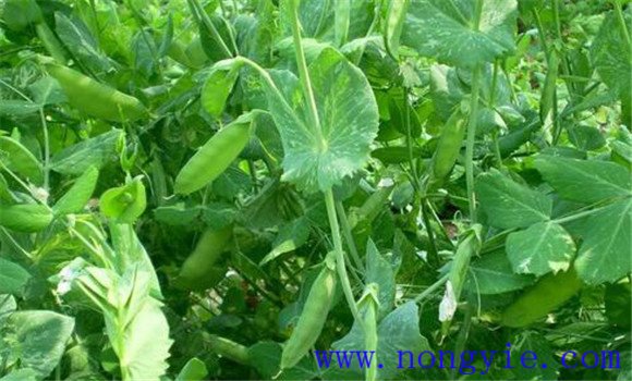 豌豆(荷蘭豆)的生長習(xí)性