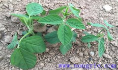 白扁豆種植技術(shù):種植白扁豆的田間管理要點(diǎn)