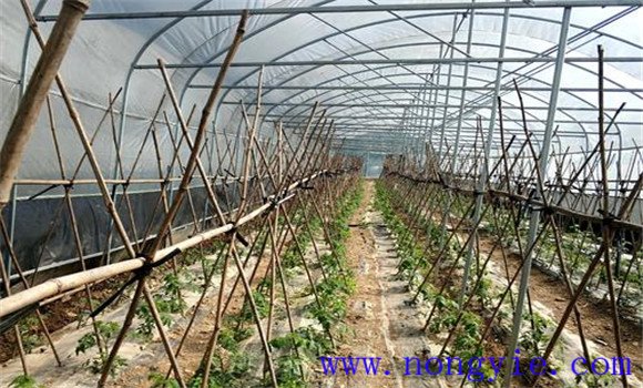 番茄大棚如何改善光照條件