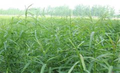 杞柳的生態(tài)習(xí)性有哪些？杞柳的栽培管理方法