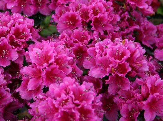 杜鵑花的種植技術(shù) 杜鵑花怎么養(yǎng)