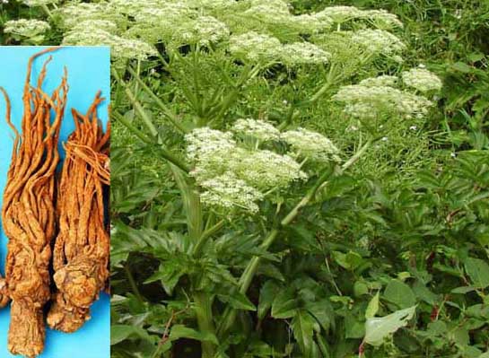 當(dāng)歸-有關(guān)當(dāng)歸的資料 當(dāng)歸圖片