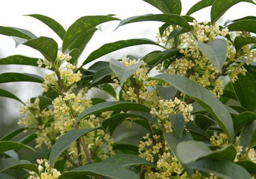 淺談桂花的種植技術(shù)之扦插法 桂花栽培技術(shù)