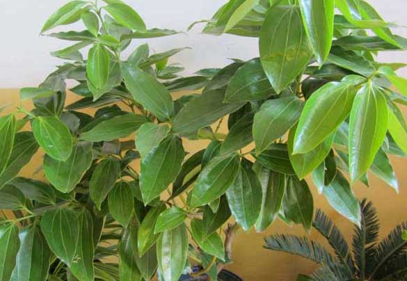 平安樹-有關(guān)平安樹的資料 平安樹圖片