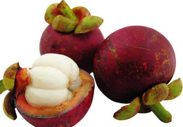 山竹-有關(guān)山竹的知識(shí) 山竹圖片