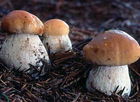 牛肝菌-有關(guān)牛肝菌的資料 牛肝菌圖片