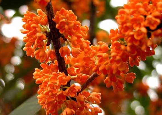 桂花-有關(guān)桂花的資料 桂花圖片