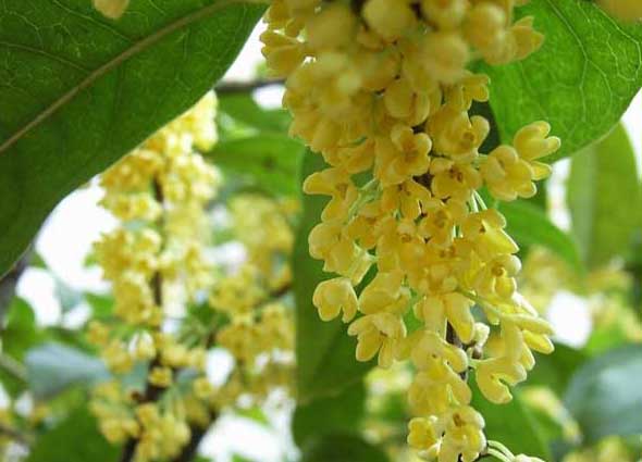 桂花-有關(guān)桂花的資料 桂花