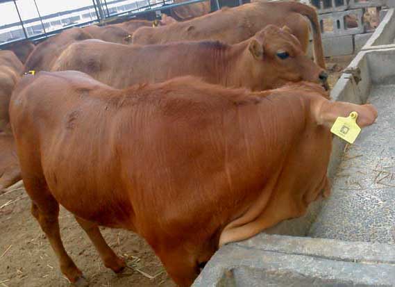 魯西黃牛-有關(guān)魯西黃牛的資料 魯西黃牛圖片