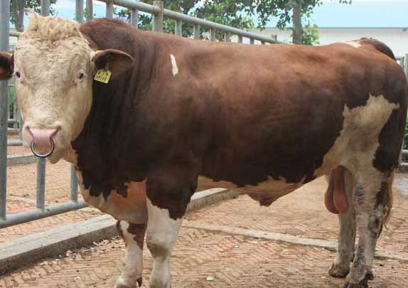 西門塔爾牛-有關(guān)西門塔爾牛的資料 西門塔爾牛圖片