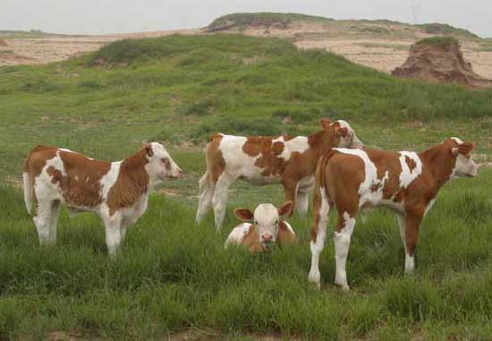 西門塔爾牛-有關(guān)西門塔爾牛的資料 西門塔爾牛圖片