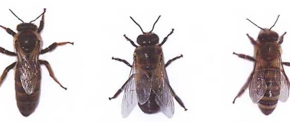 東北黑蜂-有關(guān)東北黑蜂的知識 東北黑蜂圖片