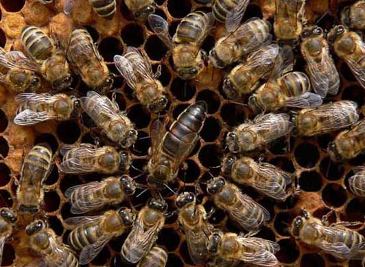 東北黑蜂-有關(guān)東北黑蜂的知識 東北黑蜂圖片