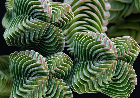 茜之塔-有關(guān)茜之塔的知識(shí) 茜之塔圖片