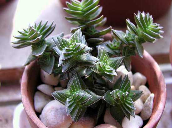 茜之塔-有關(guān)茜之塔的知識(shí) 茜之塔圖片