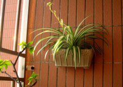 常見(jiàn)的吊蘭的種類有哪些?