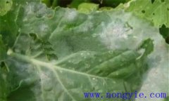 西葫蘆褐腐病的癥狀、發(fā)病規(guī)律與防治方法