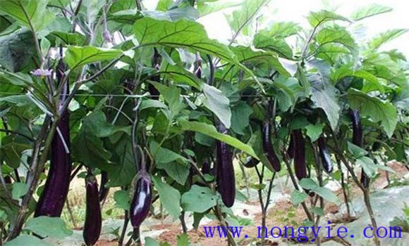 茄子僵果怎么治、如何預(yù)防