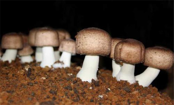 姬松茸栽培技術要點