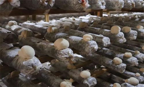 猴頭菇生長(zhǎng)的溫度環(huán)境