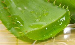 蘆薈能延緩衰老嗎？蘆薈為什么能延緩衰老？