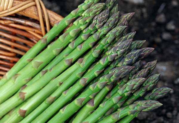 蘆筍的營養(yǎng)價值 蘆筍種植方法