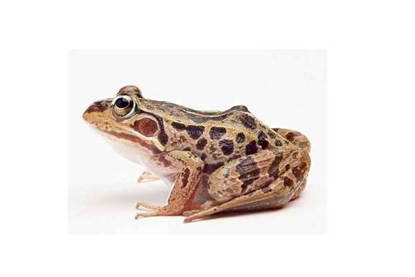 田雞的營(yíng)養(yǎng)價(jià)值 雞養(yǎng)殖技術(shù)