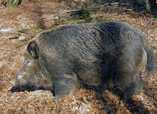 野豬飼養(yǎng)管理方法