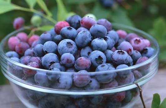 藍莓的功效與作用,藍莓的營養(yǎng)價值 藍莓種植管理方法