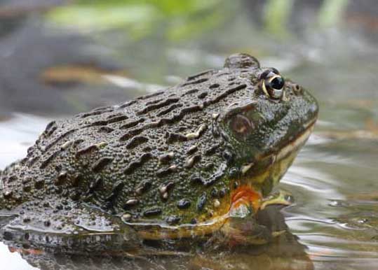 牛蛙的營養(yǎng)價值與功效 牛蛙的養(yǎng)殖技術(shù)