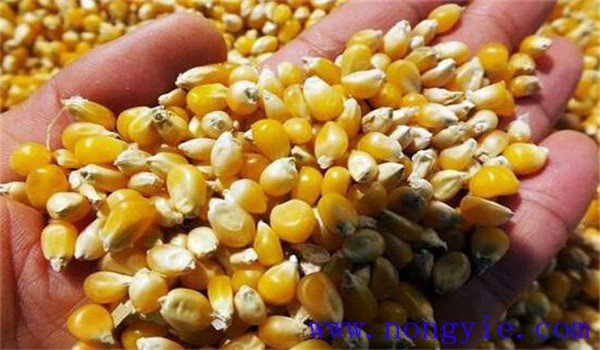 玉米種子保質期是多久
