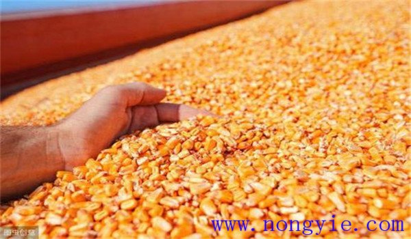 玉米種子貯藏技術要點