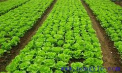 生菜定植株行距是多少 生菜定植方法與步驟