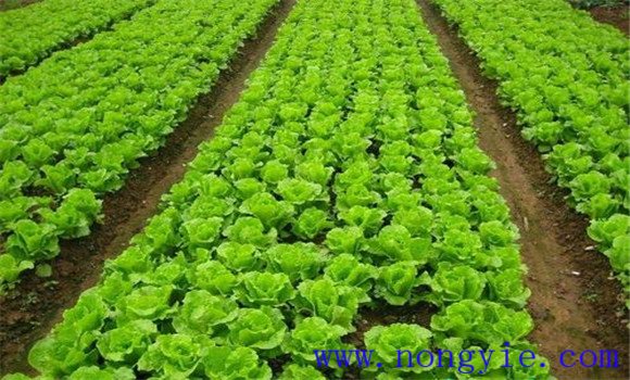 生菜定植方法與步驟