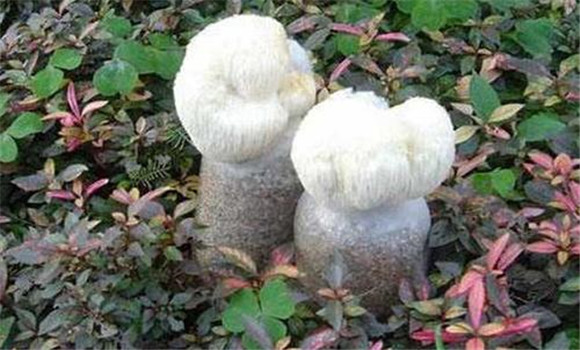 猴頭菇菌絲體生長階段的管理