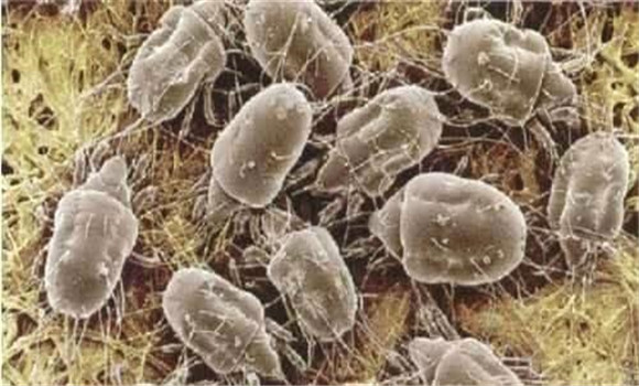 菇螨用什么殺、如何消除