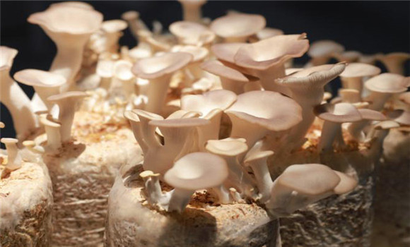 食用菌螨蟲的預防方法