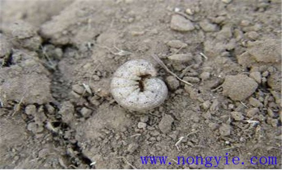 小地老虎是昆蟲(chóng)嗎