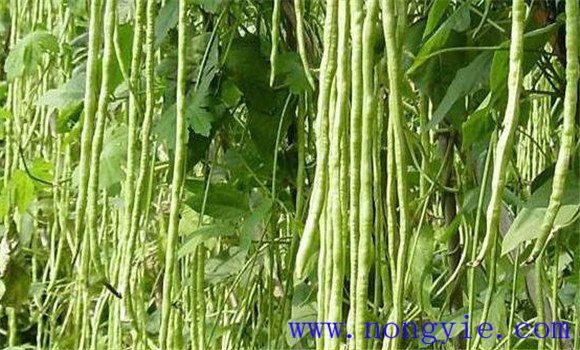 菜豆生長(zhǎng)過程包括哪幾個(gè)階段