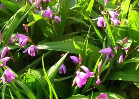 白芨的美容功效 白芨的功效與作用